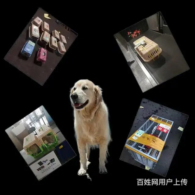 南充阆中宠物托运 （猫狗活体运输）宠物快递至全国 - 图片 2