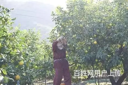 出国劳务新西兰建筑工司机农场工厂普工保底月薪3万 - 图片 1
