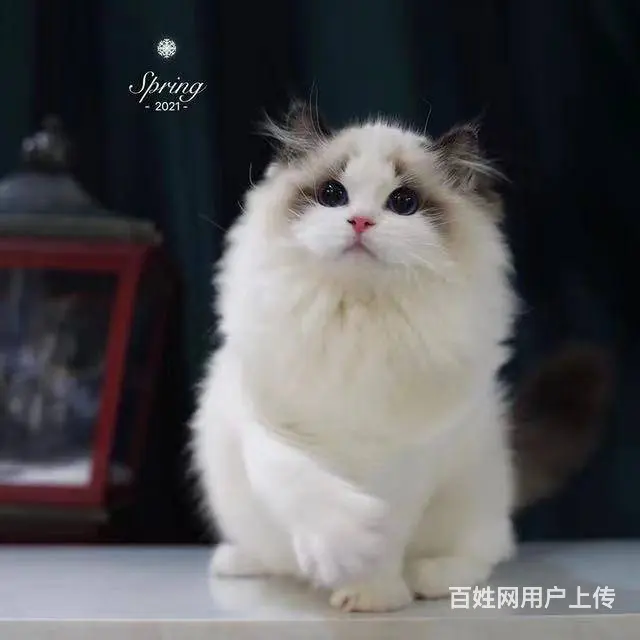 哪里有布偶猫？布偶猫多少钱？布偶猫长大多重？ - 图片 1