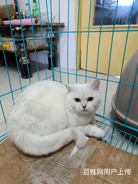 银点猫咪 - 图片 1