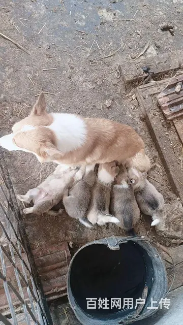 喜欢柯基幼犬的价格面议，等你啊 - 图片 2
