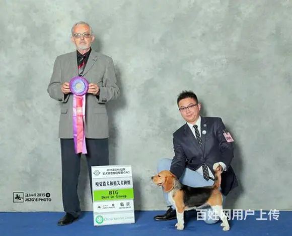长春哪有繁殖比格犬幼犬的，比格犬幼犬多少钱一只 - 图片 10