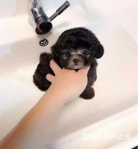 泰迪纯正血统,健康,皮毛浓密,体态匀称,不掉毛 - 图片 7