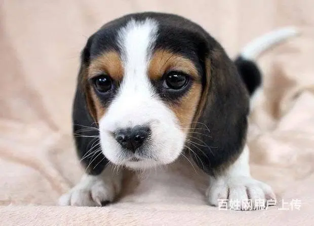 广州买狗首选推荐 正规犬舍 纯种比格犬多只待售 - 图片 7