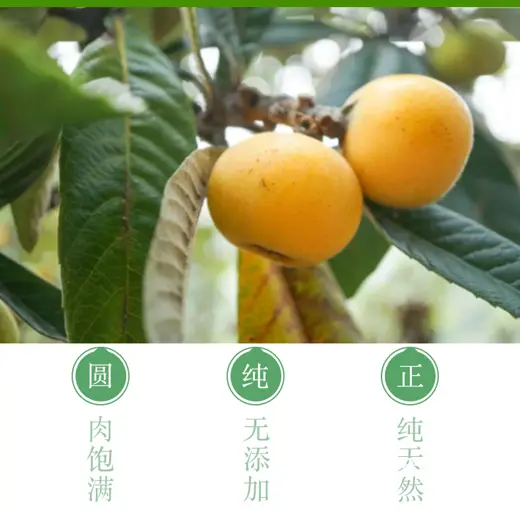 72颗特大果.本地苏州东山白玉白沙枇杷新鲜采摘 - 图片 5