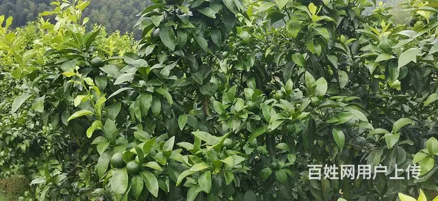 正常挂果果园 - 图片 1