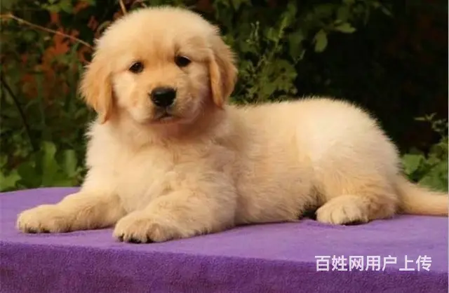 现在哪有卖金毛犬的 现在金毛多少钱一只 - 图片 4