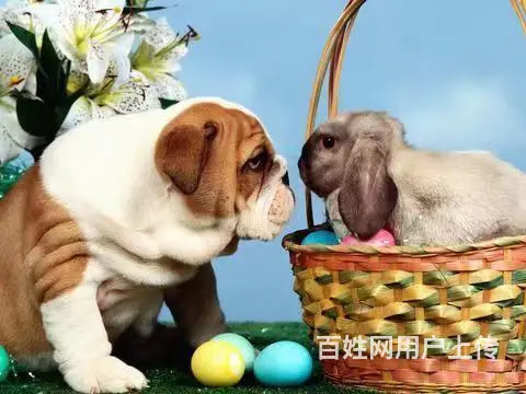 舟山嵊泗宠物托运 （猫狗活体运输）一对一上门接送 邮寄到全国 - 图片 2