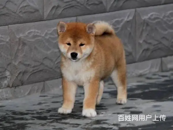 柴犬幼犬、纯种日系柴犬、黑赤色大骨骼、白嘴巴柴犬 - 图片 6