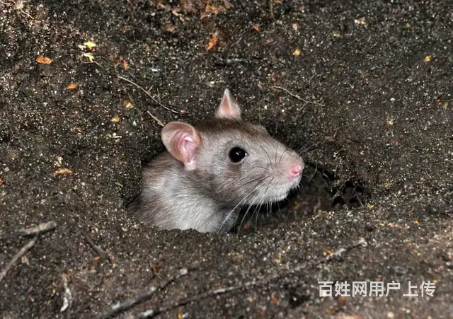 简阳白蚁防治公司+简阳白蚁防治中心 - 图片 3