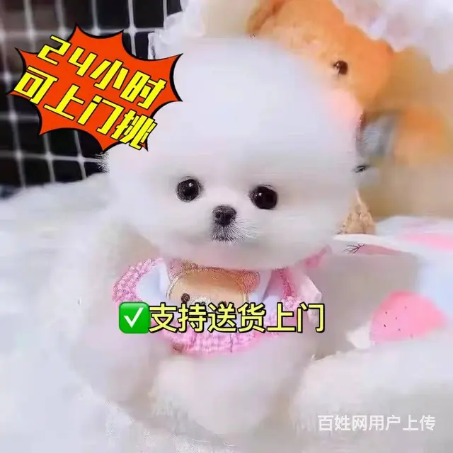 北京出售双血统博美俊介 - 图片 2