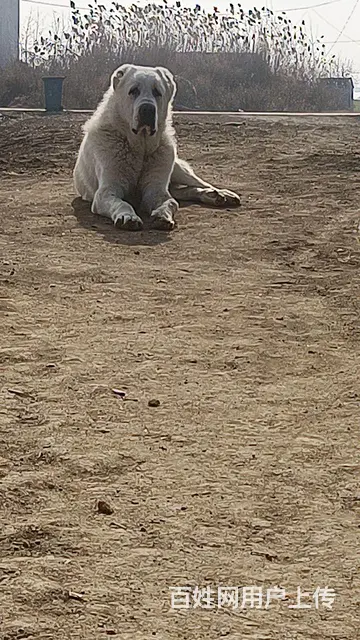 中亚牧羊犬 - 图片