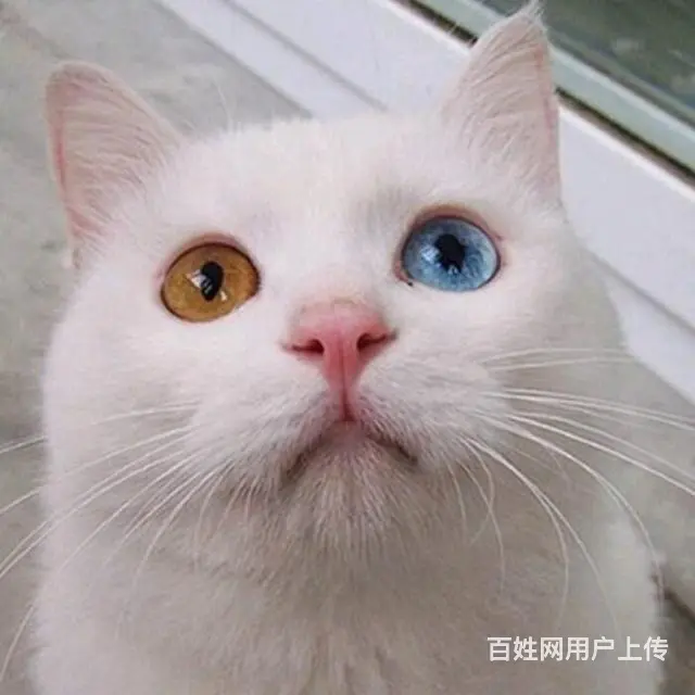 徐州市区赠送猫咪一对两只 - 图片