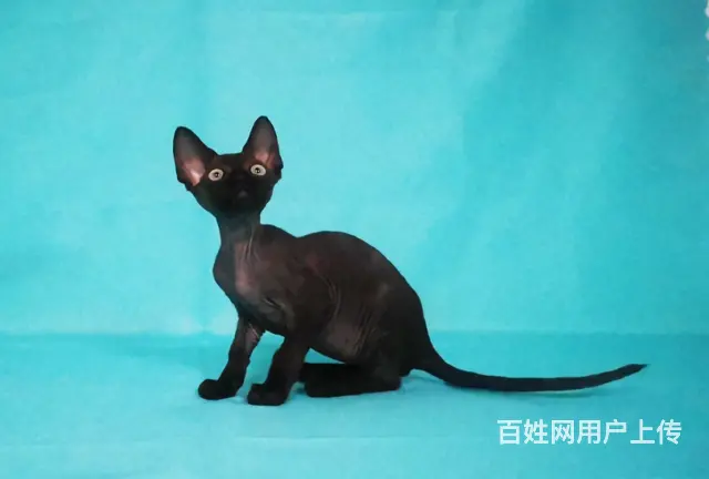 哪里有德文卷毛猫卖 德文真的不掉毛吗 多少钱一只 - 图片 3