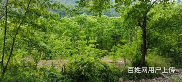 四川省绵阳江油市6240.4亩林地出售 - 图片 1
