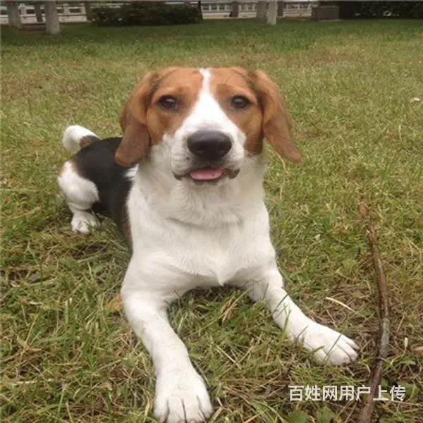 六安哪有繁殖比格犬幼犬的，比格犬幼犬多少钱一只 - 图片 12