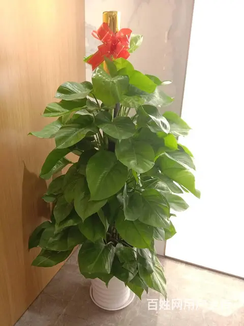 园林绿化养护施肥灭虫修剪铺草皮种树打药修剪 - 图片 9