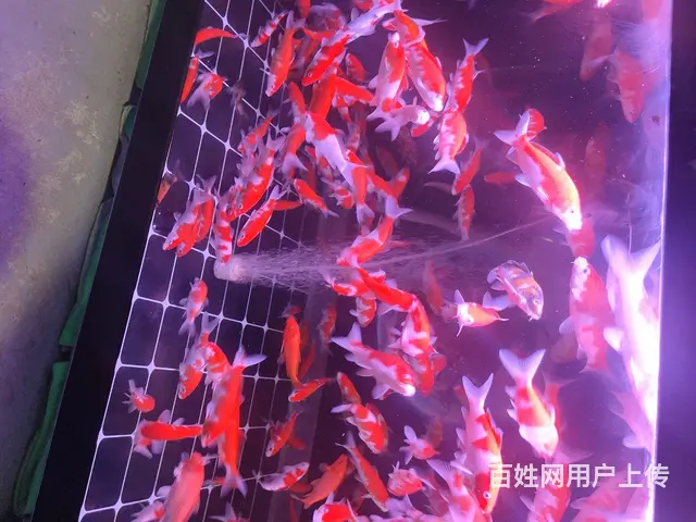 大日血统练手红白，10多到15公分，100块钱9条 - 图片 3
