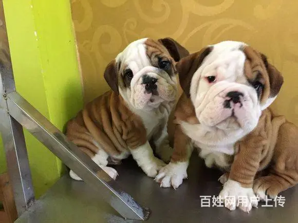 孝感哪里能买到英国斗牛犬 斗牛犬价格 - 图片 5