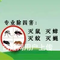 除百虫除四害灭蟑螂、灭蚂蚁、灭老鼠、灭蚂蚁 - 图片 2