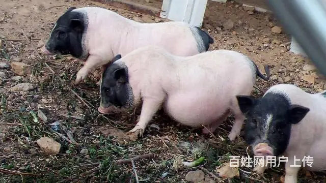 纯散养巴马香猪年猪出售、巴马烤乳猪订购 - 图片 1