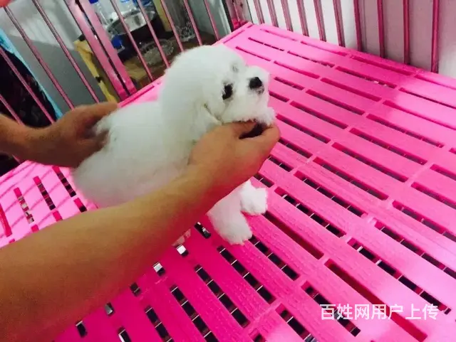 辽阳哪儿有卖比熊的宠物店，宠物店本地地址 - 图片 8