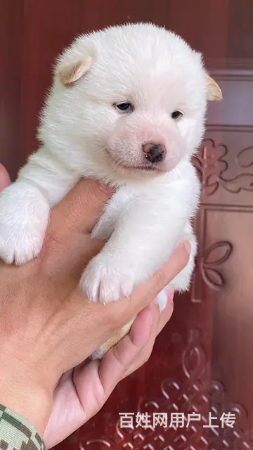纯种柴犬出售 - 图片 5