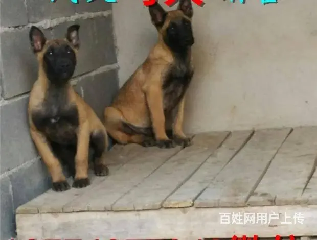 纯种马犬 保纯保健康 给您 贴心的售后 - 图片 4