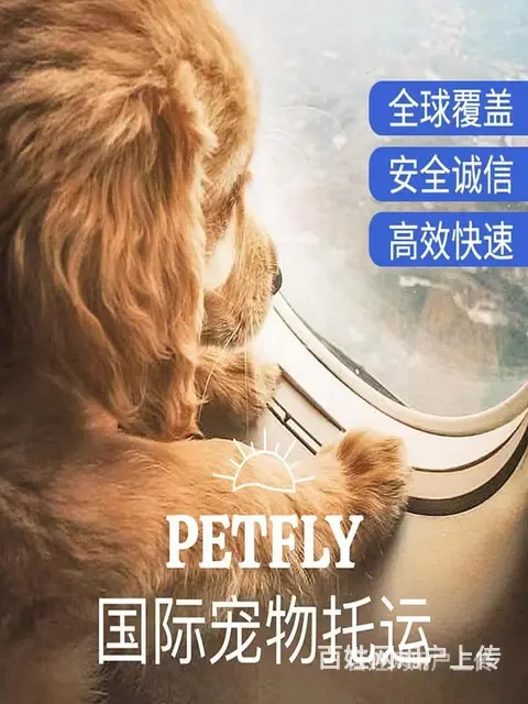 推荐） 岳阳宠物托运到全国）（猫狗）邮寄快递（宠物活体运输） - 图片 2
