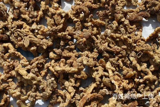 湖北百草堂黄精种植文化传承，为健康产业注入新活力 - 图片 1