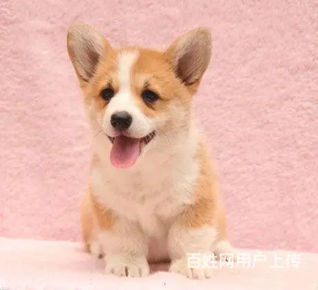 精品威尔士柯基犬出窝 三色柯基犬 纯种健康柯基犬 - 图片 5