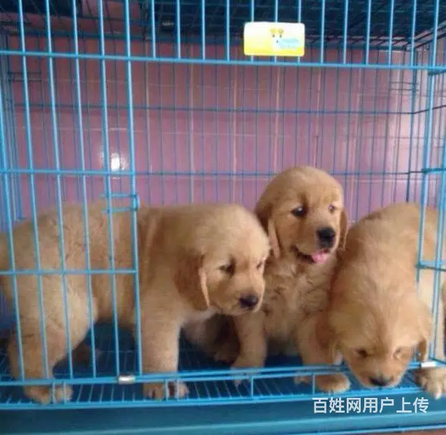 大同有卖金毛犬的吗 金毛犬价位 哪有纯种金毛幼犬 - 图片 4
