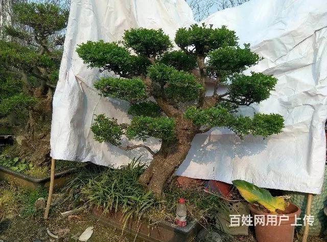 罗汉松，五针松，树桩等盆景大量销售 - 图片 4