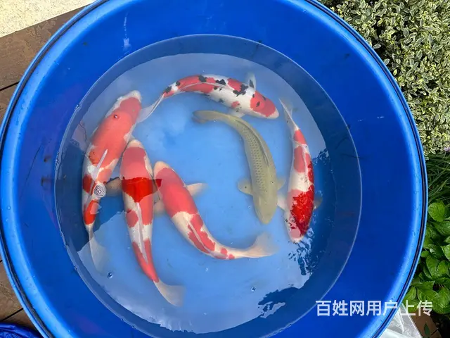 杭州市锦鲤鱼出售 - 图片 1