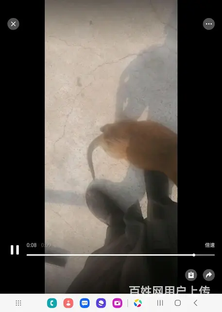 马犬 - 图片