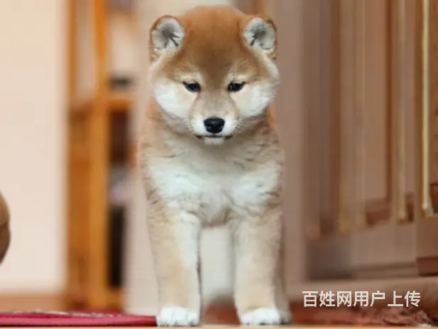 赛级双血统柴犬、纯种日本柴犬出售、同城上门送货 - 图片 3