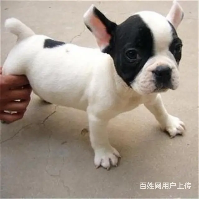 通辽【*推荐】法斗犬舍‖法斗养殖场 - 图片 1