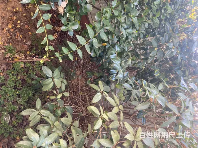 喜欢养鸡鸭鹅狗的、养花种菜的、约起来1380633 - 图片