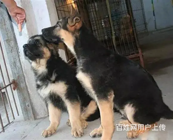 吕梁上哪可以看到德牧犬舍，德牧犬舍地址位置 - 图片 6