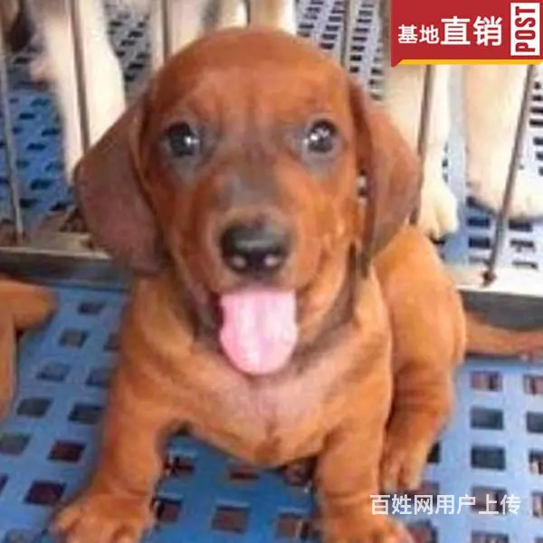 吕梁【十年老店】常年繁殖优质血统腊肠犬幼犬 - 图片 6