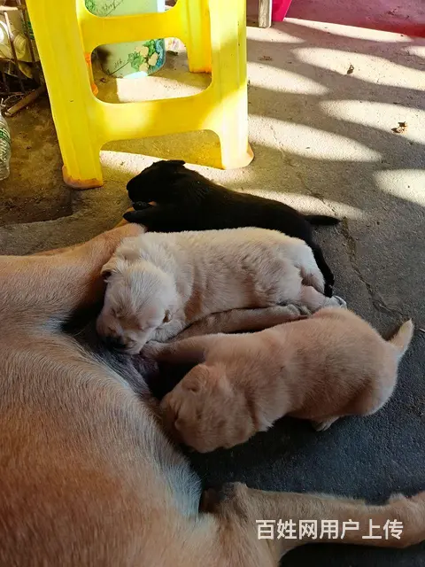 拉布拉多幼犬3只价格好说 - 图片 3