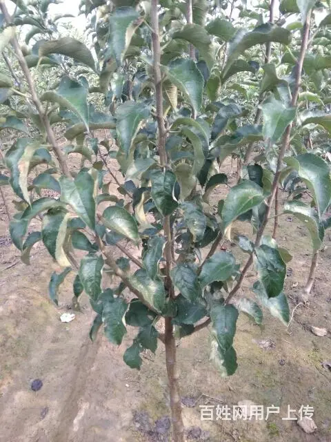 大量占地桃苗，苹果苗，梨苗。杏苗，核桃苗 - 图片 10