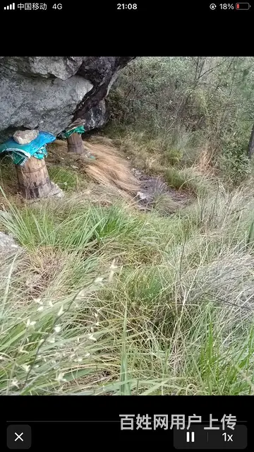 正宗高山半野生土蜂蜜和   绿色蛋类 - 图片 2