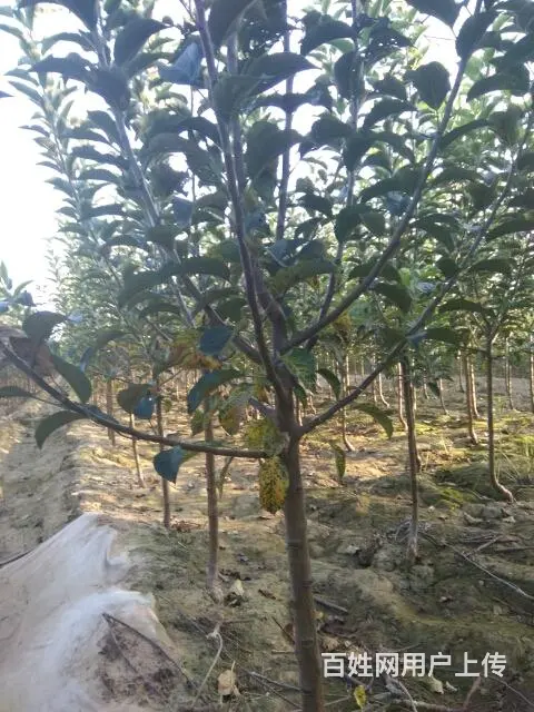 大量占地桃苗，苹果苗，梨苗。杏苗，核桃苗 - 图片 7
