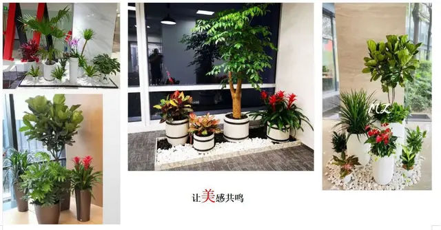 成都绿化养护 种植 专业园林公司 设计施工一体 - 图片 6