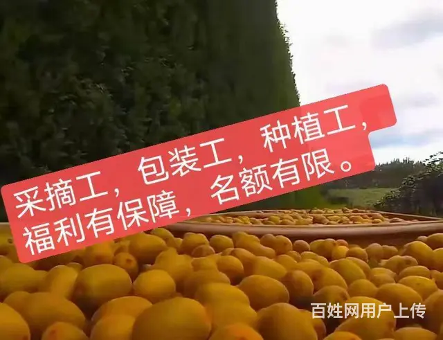 T新西兰高薪招聘各种技术工+普工，年薪40万 - 图片 1