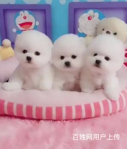 赛级博美 球体博美养殖区 签订售后协议 - 图片 5