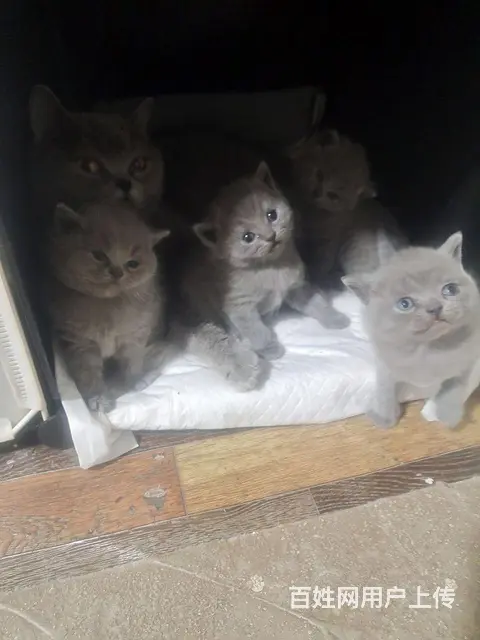 猫咪还没满月可以预定 - 图片 2