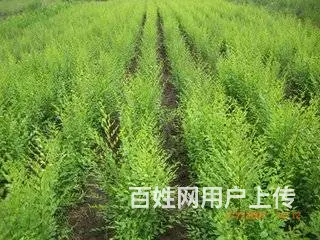 白榆树苗各种规格便宜出售自家山地栽种的 - 图片 2