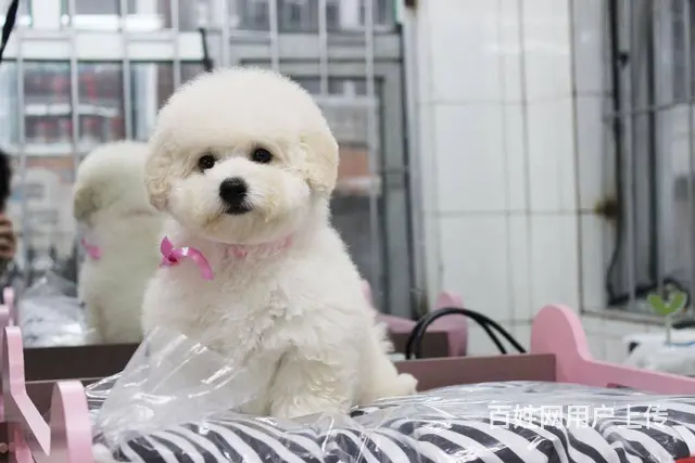 纯种比熊犬，赛级比熊犬，比熊价格专业繁育比熊基地 - 图片 1